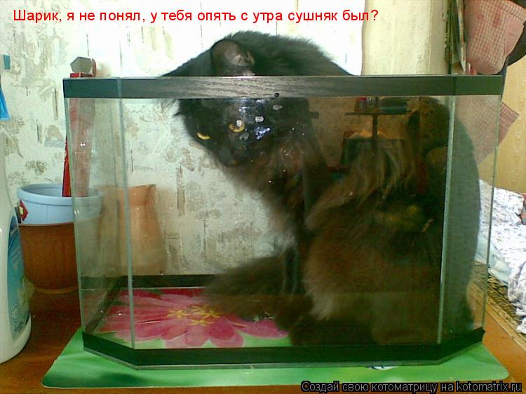 Шарик, я не понял, у тебя опять с утра сушняк был?... Котоматрица: Шарик, я не понял, у тебя опять с утра сушняк был?