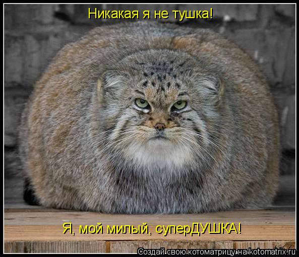 Котоматрица: Никакая я не тушка! Я, мой милый, суперДУШКА!