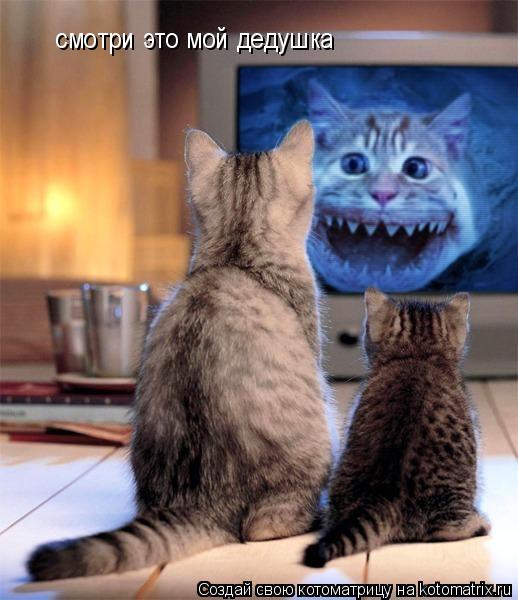 смотри это мой дедушка... Котоматрица: смотри это мой дедушка