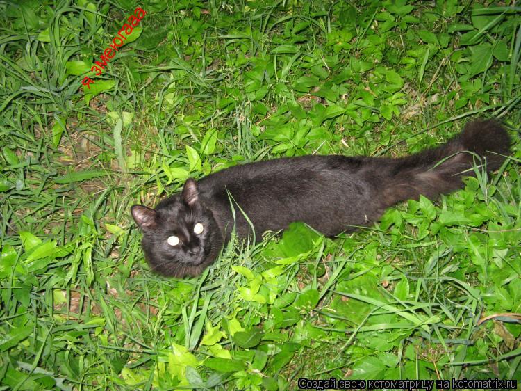 я змеюгааа... Котоматрица: я змеюгааа