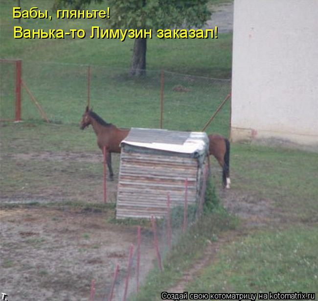 Бабы, гляньте! Ванька-то Лимузин заказал!... Котоматрица: Бабы, гляньте! Ванька-то Лимузин заказал!