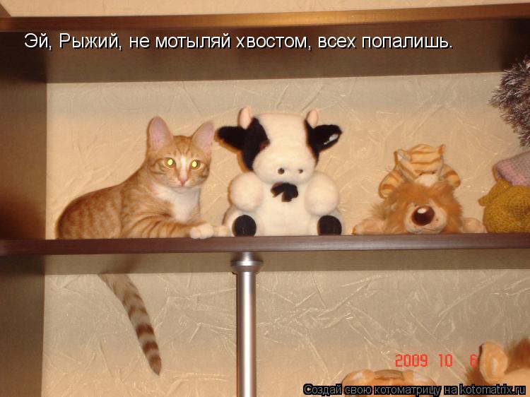 Эй, Рыжий, не мотыляй хвостом, всех попалишь.... Котоматрица: Эй, Рыжий, не мотыляй хвостом, всех попалишь.