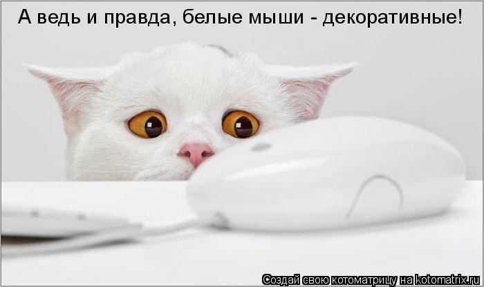 Котоматрица: А ведь и правда, белые мыши - декоративные!