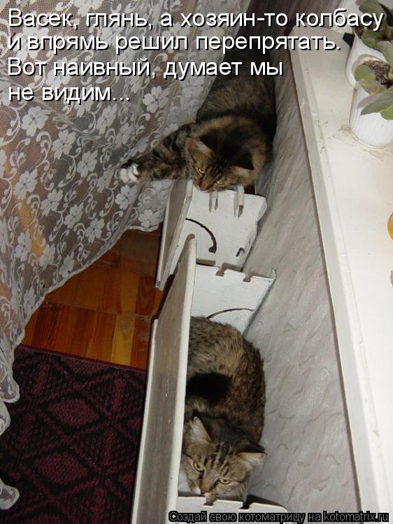 Васек, глянь, а хозяин-то колбасу и впрямь решил перепрятать. Вот наивный, думает мы не видим...... Котоматрица: Васек, глянь, а хозяин-то колбасу и впрямь решил перепрятать. Вот наивный, думает мы не видим...