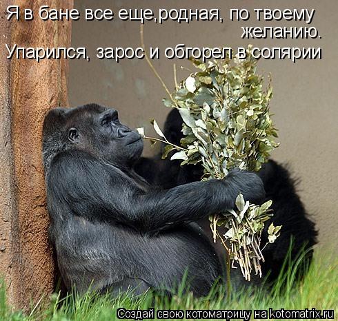 Я в бане все еще,родная, по твоему желанию. Упарился, зарос и обгорел в солярии... Котоматрица: Я в бане все еще,родная, по твоему желанию. Упарился, зарос и обгорел в солярии