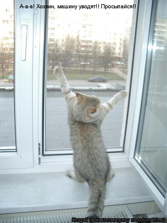 А-а-а! Хозяин, машину уводят!! Просыпайся!!... Котоматрица: А-а-а! Хозяин, машину уводят!! Просыпайся!!