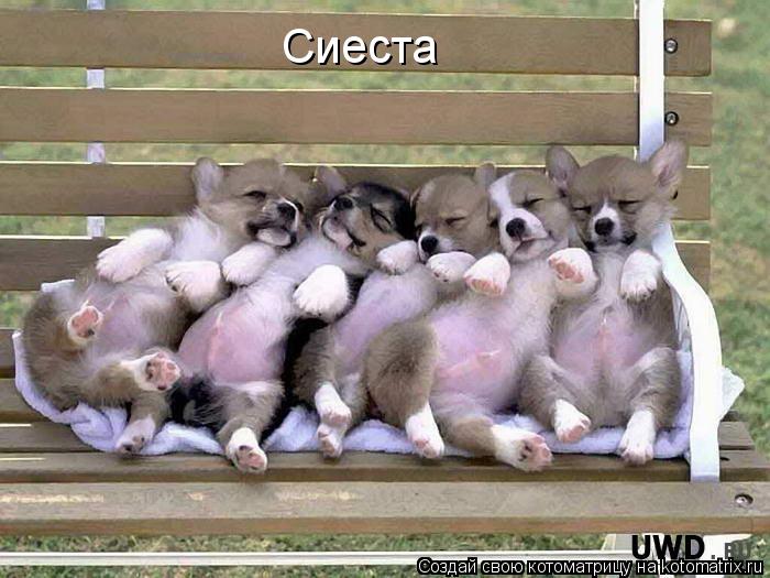 Сиеста... Котоматрица: Сиеста