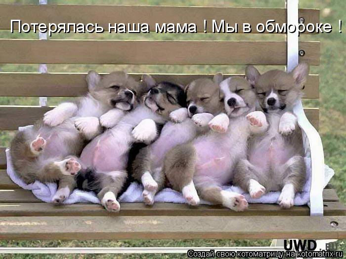 Потерялась наша мама ! Мы в обмороке !... Котоматрица: Потерялась наша мама ! Мы в обмороке !