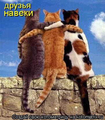друзья навеки... Котоматрица: друзья навеки