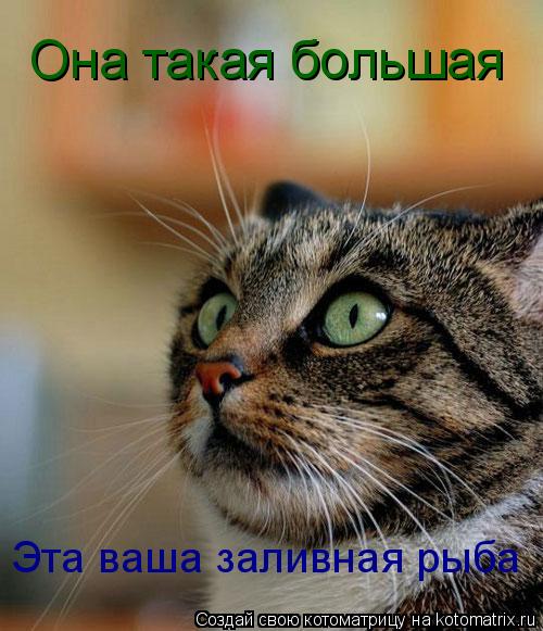 Она такая большая Эта ваша заливная рыба... Котоматрица: Она такая большая Эта ваша заливная рыба