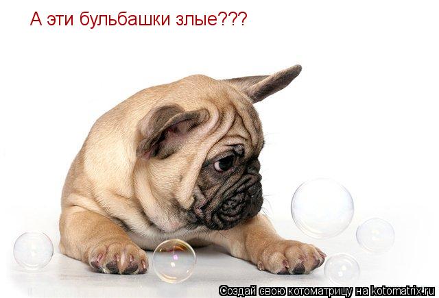 А эти бульбашки злые???... Котоматрица: А эти бульбашки злые???