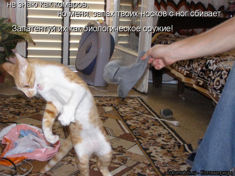 Котоматрица: не знаю как комаров, но меня, запах твоих носков с ног сбивает Запатентуй их как биологическое оружие!