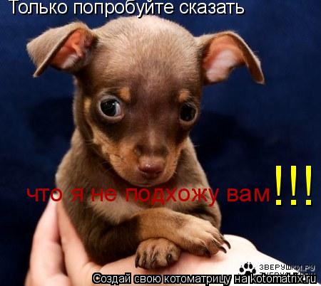 Котоматрица: Только попробуйте сказать что я не подхожу вам !!!