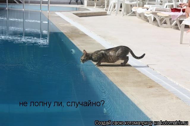 Котоматрица: не лопну ли, случайно?