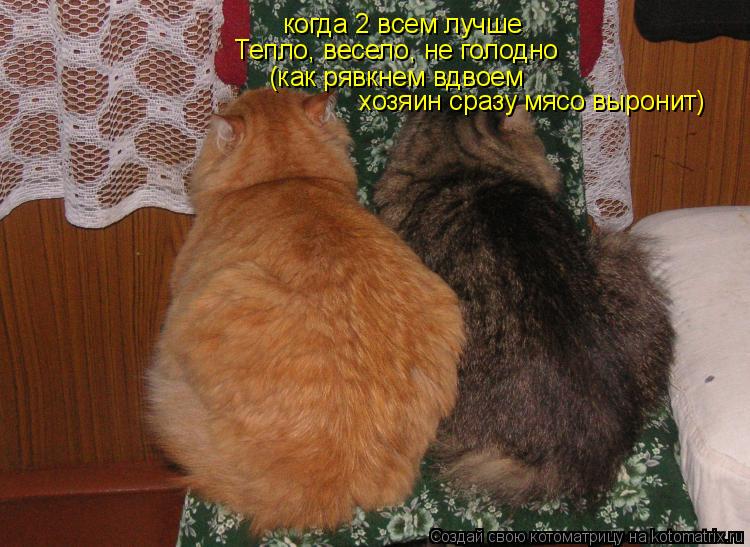 Котоматрица: когда 2 всем лучше Тепло, весело, не голодно  (как рявкнем вдвоем хозяин сразу мясо выронит)