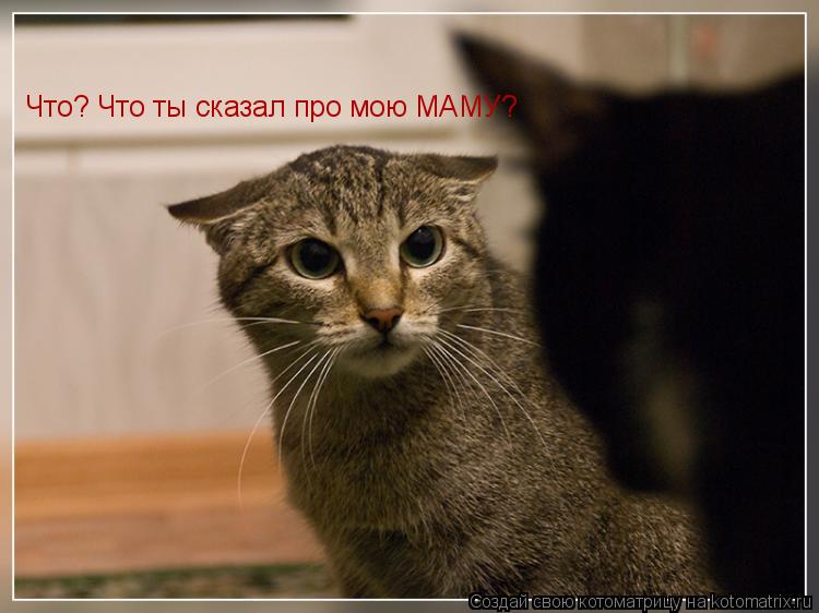 Котоматрица: Что? Что ты сказал про мою МАМУ?