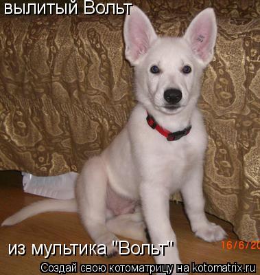 Котоматрица: вылитый Вольт из мультика "Вольт"