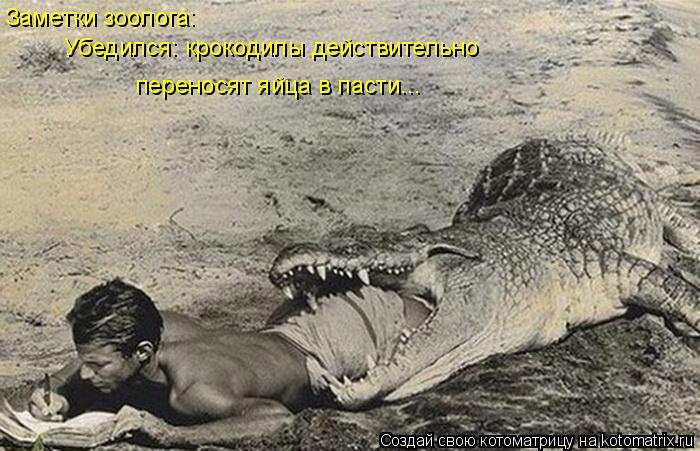 Котоматрица: Заметки зоолога: Убедился: крокодилы действительно переносят яйца в пасти...