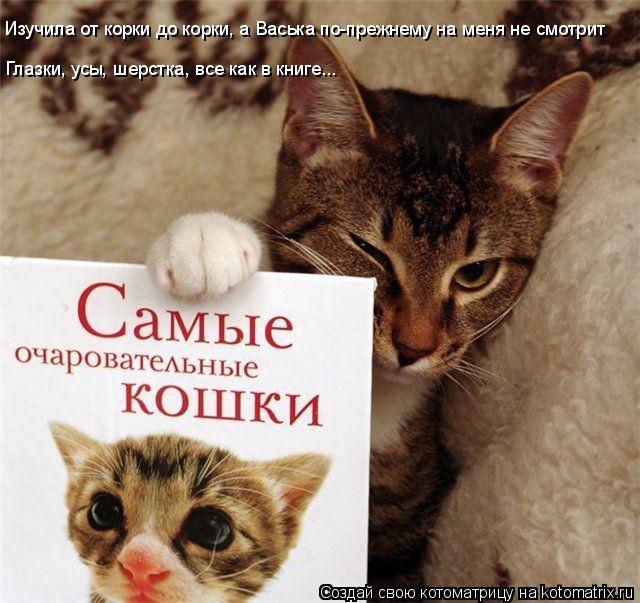 Котоматрица: Изучила от корки до корки, а Васька по-прежнему на меня не смотрит Изучила от корки до корки, а Васька по-прежнему на меня не смотрит Глазки, 