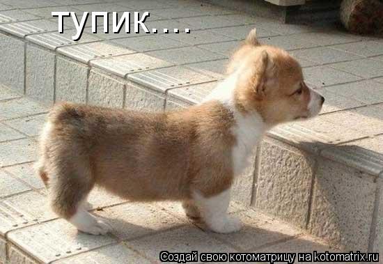Котоматрица: тупик....