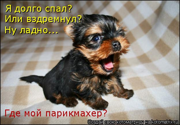 Котоматрица: Я долго спал? Или вздремнул? Ну ладно... Где мой парикмахер?