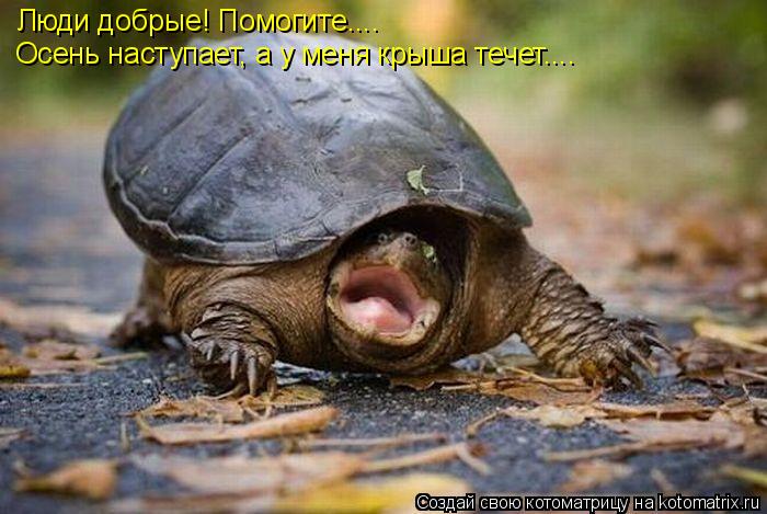 Котоматрица: Люди добрые! Помогите.... Осень наступает, а у меня крыша течет....