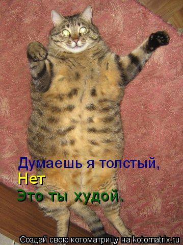 Котоматрица: Думаешь я толстый, Нет Это ты худой.