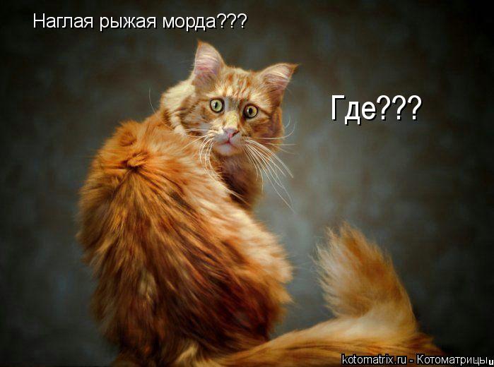 Наглая рыжая морда??? Где???... Котоматрица: Наглая рыжая морда??? Где???