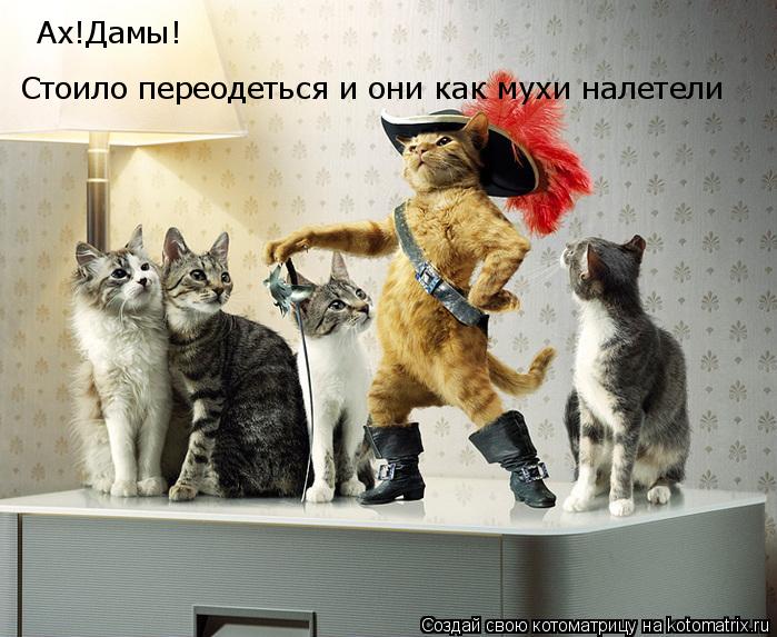 Котоматрица: Ах!Дамы! Стоило переодеться и они как мухи налетели