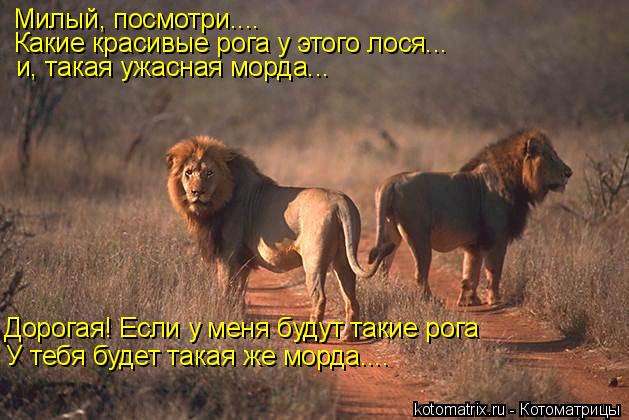 Милый, посмотри.... Какие красивые рога у этого лося... и, такая ужасная морда... Дорогая! Если у мен... Котоматрица: Милый, посмотри.... Какие красивые рога у этого лося... и, такая ужасная морда... Дорогая! Если у меня будут такие рога У тебя будет такая же морд