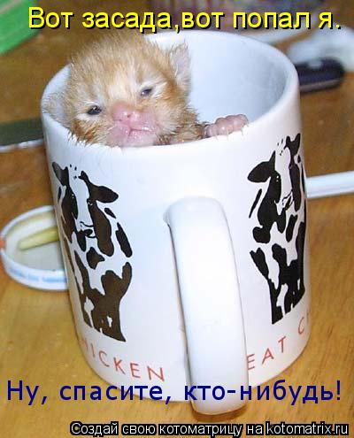Котоматрица: Вот засада,вот попал я. Ну, спасите, кто-нибудь!