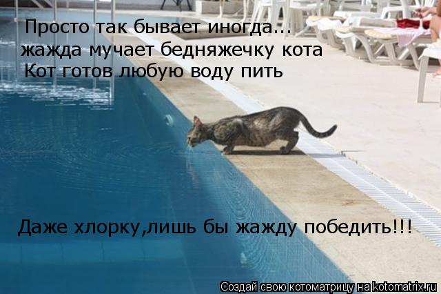 Котоматрица: Просто так бывает иногда... жажда мучает бедняжечку кота Кот готов любую воду пить Даже хлорку,лишь бы жажду победить!!!