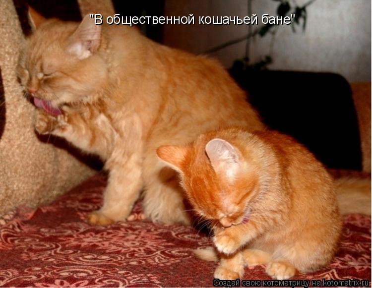 "В общественной кошачьей бане"... Котоматрица: "В общественной кошачьей бане"
