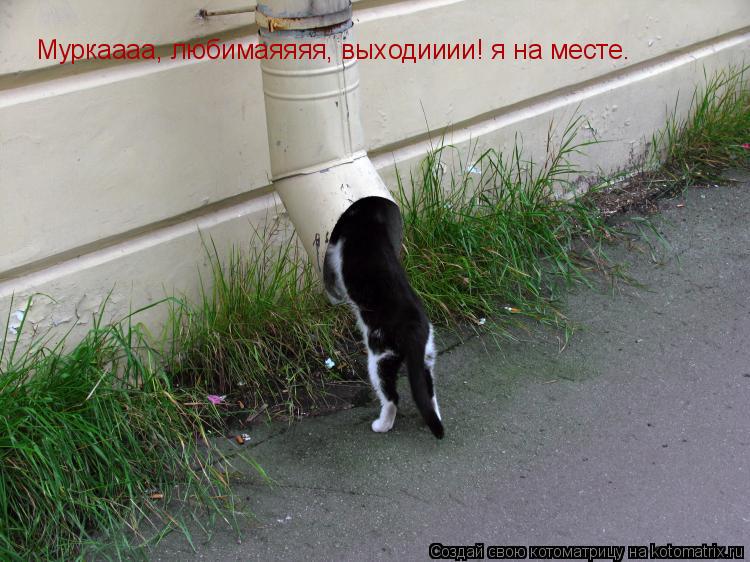 Муркаааа, любимаяяяя, выходииии! я на месте.... Котоматрица: Муркаааа, любимаяяяя, выходииии! я на месте.