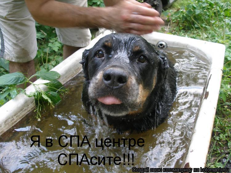 Я в СПА центре СПАсите!!!... Котоматрица: Я в СПА центре СПАсите!!!