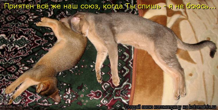 Приятен всё же наш союз, когда Ты спишь - я не боюсь...... Котоматрица: Приятен всё же наш союз, когда Ты спишь - я не боюсь...