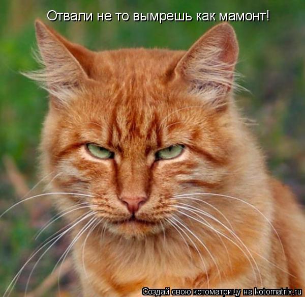 Отвали не то вымрешь как мамонт!... Котоматрица: Отвали не то вымрешь как мамонт!