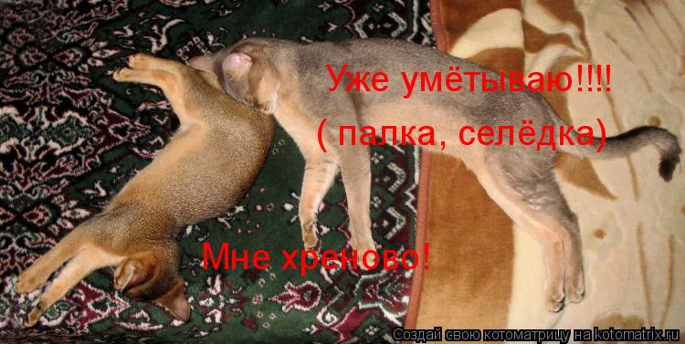 Мне хреново! Уже умётываю!!!! ( палка, селёдка)... Котоматрица: Мне хреново! Уже умётываю!!!! ( палка, селёдка)