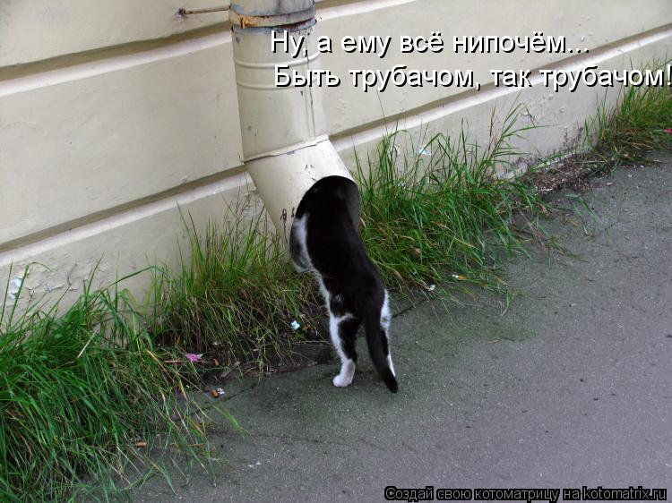 Быть трубачом, так трубачом! Ну, а ему всё нипочём...... Котоматрица: Быть трубачом, так трубачом! Ну, а ему всё нипочём...
