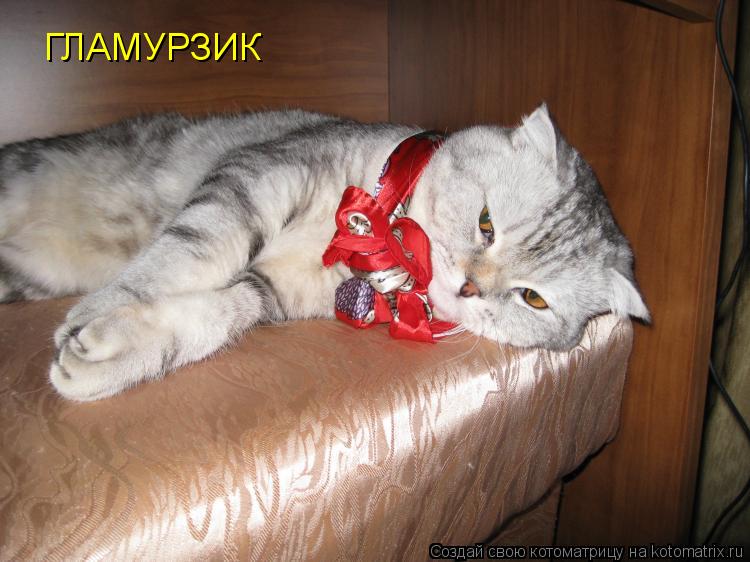 ГЛАМУРЗИК... Котоматрица: ГЛАМУРЗИК