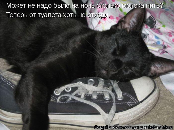 Может не надо было на ночь столько молока пить? Теперь от туалета хоть не отходи...... Котоматрица: Может не надо было на ночь столько молока пить? Теперь от туалета хоть не отходи...