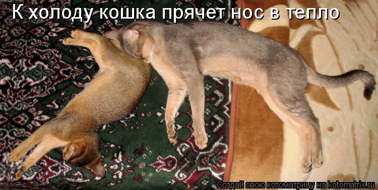 К холоду кошка прячет нос в тепло... Котоматрица: К холоду кошка прячет нос в тепло