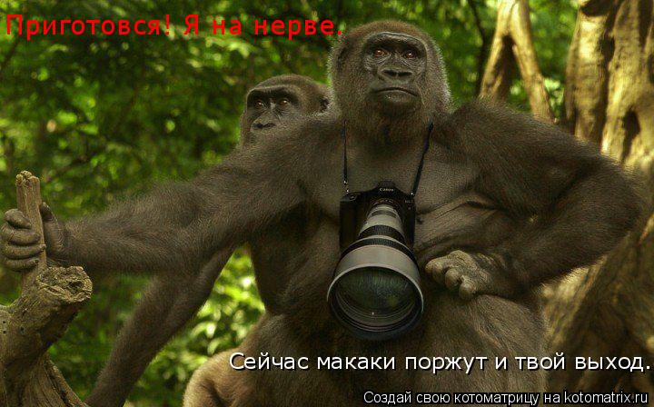 Приготовся! Я на нерве. Сейчас макаки поржут и твой выход.... Котоматрица: Приготовся! Я на нерве. Сейчас макаки поржут и твой выход.