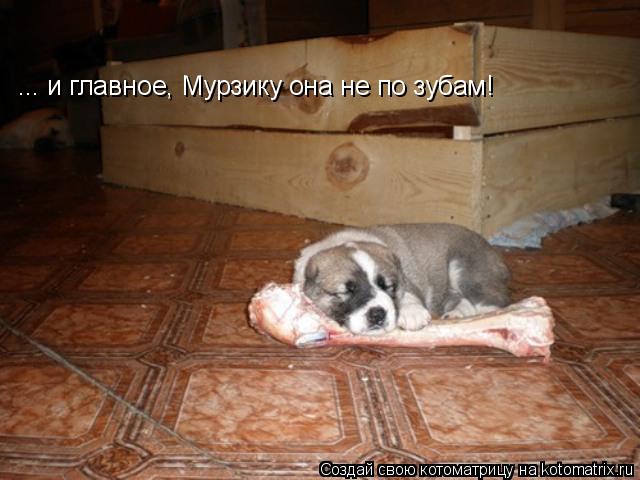 ... и главное, Мурзику она не по зубам!... Котоматрица: ... и главное, Мурзику она не по зубам!