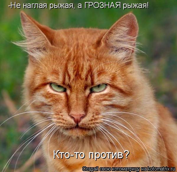 -Не наглая рыжая, а ГРОЗНАЯ рыжая! Кто-то против?... Котоматрица: -Не наглая рыжая, а ГРОЗНАЯ рыжая! Кто-то против?