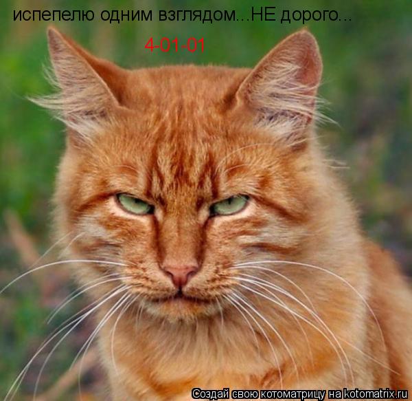 испепелю одним взглядом...НЕ дорого... 4-01-01... Котоматрица: испепелю одним взглядом...НЕ дорого... 4-01-01