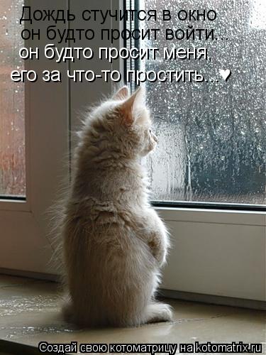 Дождь стучится в окно он будто просит войти... он будто просит меня, его за что-то простить...♥... Котоматрица: Дождь стучится в окно он будто просит войти... он будто просит меня, его за что-то простить...♥
