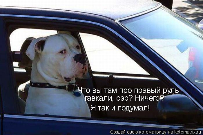 Что вы там про правый руль гавкали, сэр? Ничего? Я так и подумал!... Котоматрица: Что вы там про правый руль гавкали, сэр? Ничего? Я так и подумал!