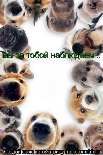 мы за тобой наблюдаем...... Котоматрица: мы за тобой наблюдаем...