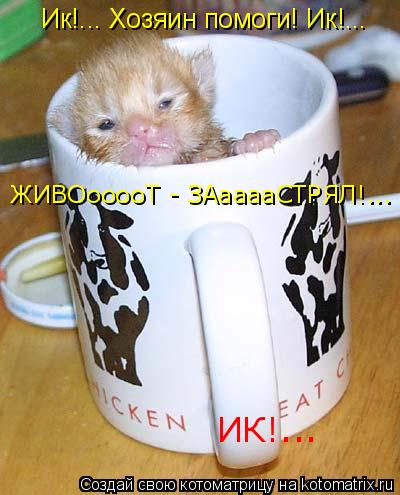 Ик!... Хозяин помоги! Ик!... ИК!... ЖИВОооооТ - ЗАааааСТРЯЛ!...... Котоматрица: Ик!... Хозяин помоги! Ик!... ИК!... ЖИВОооооТ - ЗАааааСТРЯЛ!...